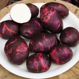 Simply Seed - Purple Viking Potato Seed - All Natural - Ready for Planting - American Grown Real Potatoes