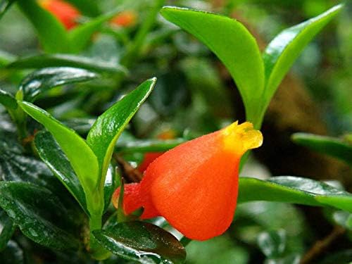 Goldfish Plant 6" Hanging Pot -Profuse Bloomer Plant