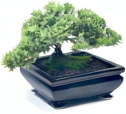 Live Dwarf Juniper Bonsai Tree | Indoor/Outdoor | 100% Handcrafted| Home and Office Décor | Best Gift for Holiday (L)