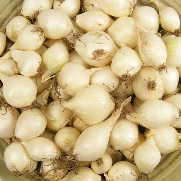 100 White Onion Bulbs for Planting, Onion Sets Fresh Bulbs Seeds for Growing