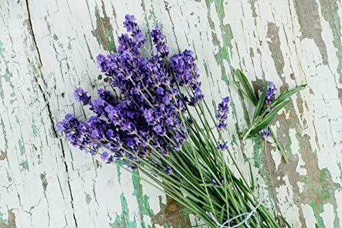 Lavender Provance 100+ Non-GMO Seeds Herb & Flower Garden