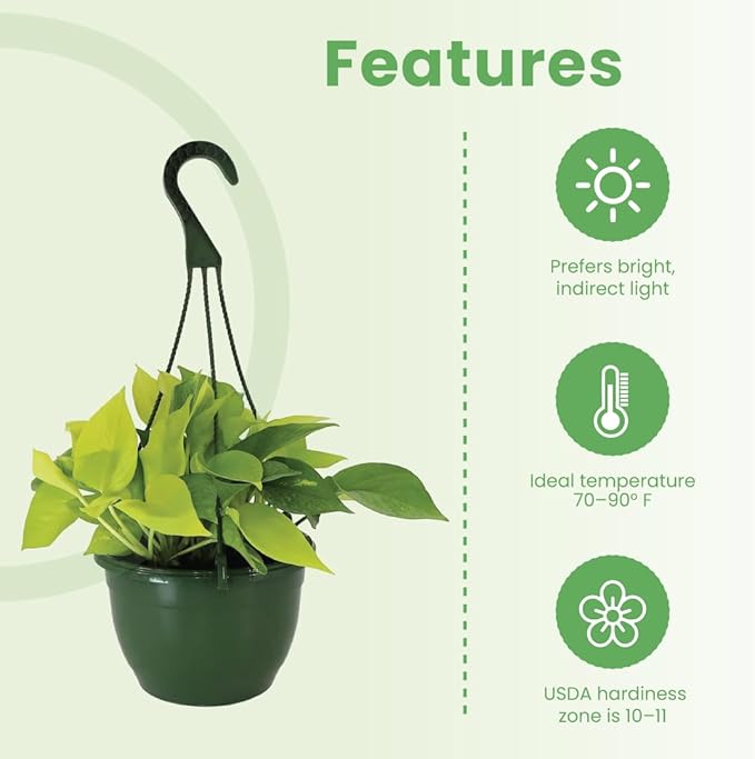 American Plant Exchange Neon Pothos – Live 8-Inch Hanging Basket, Bright Green Trailing Vine, Easy-Care Air Purifying Houseplant for Hanging Planters, Shelves & Indoor Home or Office Décor