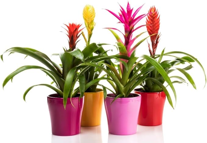 Gardenera Bromeliad Potting Mix - Crafted for Superior Performance and Exquisite Blooms - 10 QUARTS