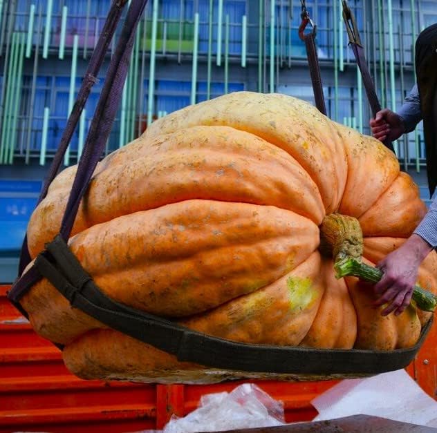 Seeds Pumpkin Big Max 10 Seeds Massive Pumpkin Giant Gourd