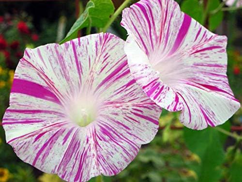 Seeds Flowers Morning Glory Carnival Mix - 25 Seeds