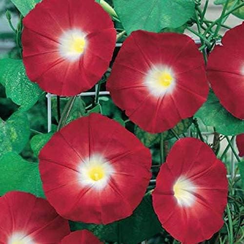 Morning Glory Flower Climbing Vine Seeds for Planting - 100 Seeds per Packet (Red)