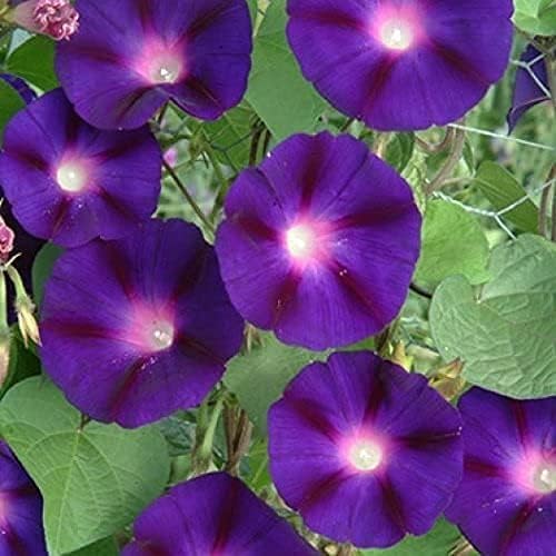 Grandpa OTT Morning Glory, Purple Flowers, Easy to Grow, Containers, Trellis, Butterfly Garden | Non-GMO | Heirloom | Fresh Garden Seeds Pack of 50