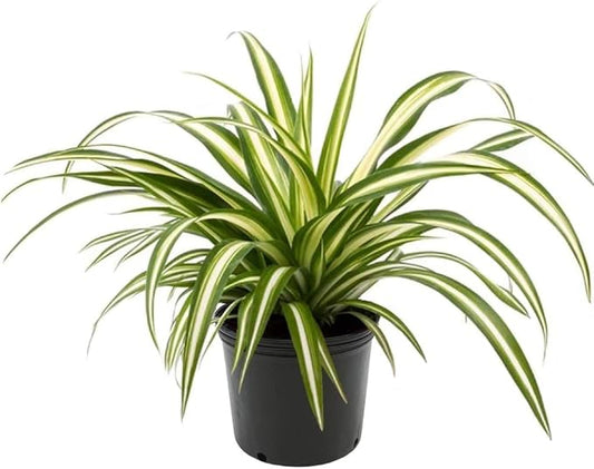 GARDENERA Premium Spider Plant Potting Soil Mix (2 Bags of 5 Quart)