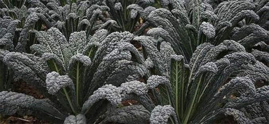 Black of Tuscany Kale, 100 Seeds,Non-GMO Garden Seeds by Country Creek Acres