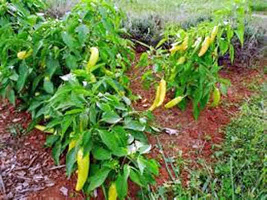 Pepper, Hungarian Yellow Wax, Heirloom, 100 Seeds, Very Spicy N Tasty