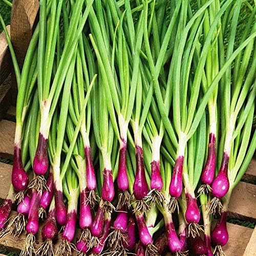 Seeds Red Welsh Bunching Onion - Heirloom Vegetable - GMO Free