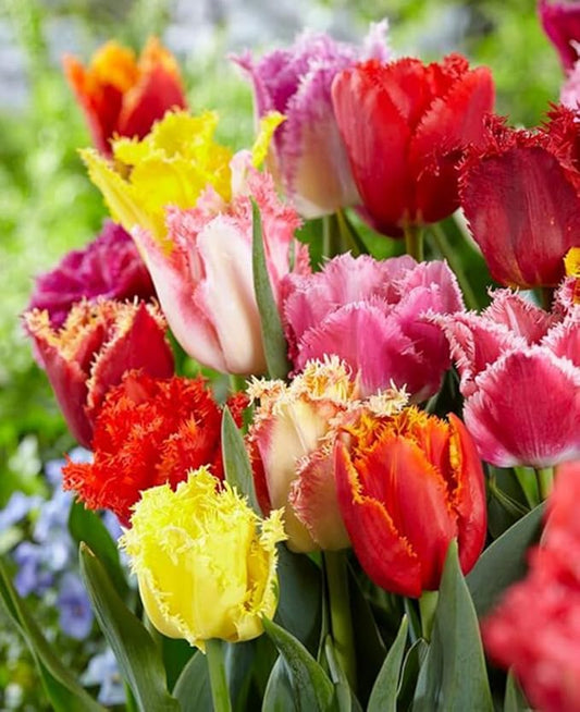 50PCS Rainbow Tulip Bulbs Fringed Mixture Tulips Flower Bulbs Fall Planting for Spring Blooms