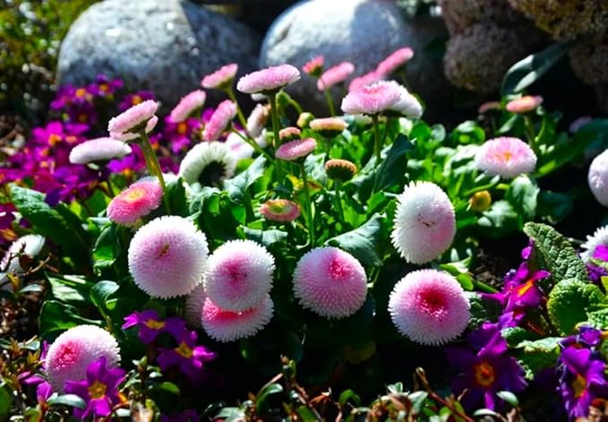 English Daisy Pompon Seed Mix 400+ Seeds for Planting Non-GMO