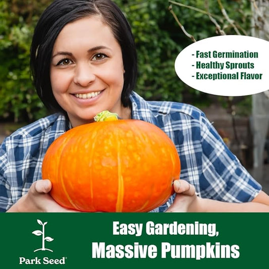 Park Seed Large Marge Hybrid Pumpkin Seeds – Non-GMO, Giant Deep Orange Pumpkins with Blocky Ribbed Shape & Strong Handles, High-Yield Variety for Fall Displays, Pack of 10