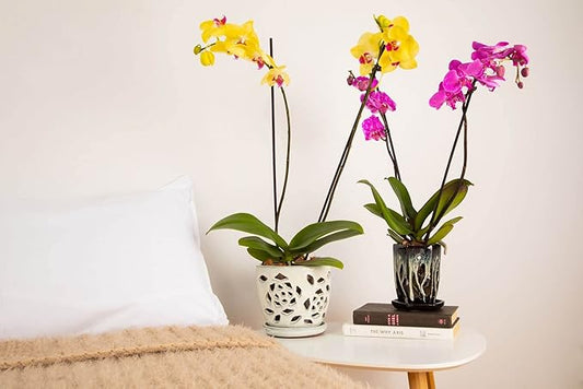 rePotme 4 x 6 inch Ceramic Orchid Pot (Honey Cream Over Coffee) - Hexagon Orchid Pot with Holes