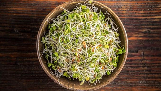 Alfalfa Microgreen seeds-16 oz COOL BEANS n SPROUTS Brand - Home Gardening.