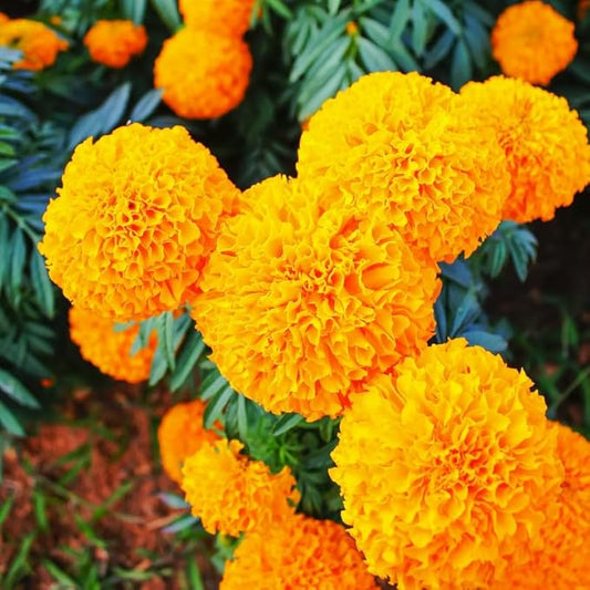 4 Marigold Plants, Orange Marigold Live Plants, Live Marigold Plants, 4 to 7 Inc Tall