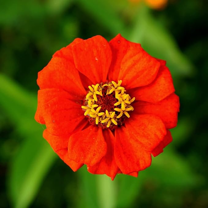 Zinnia Elegans Seeds Mix for Planting - 1000 Zinnia Elegans Seeds Flower Seeds for Outdoor Home Garden Flower Seeds Gardening Supplies