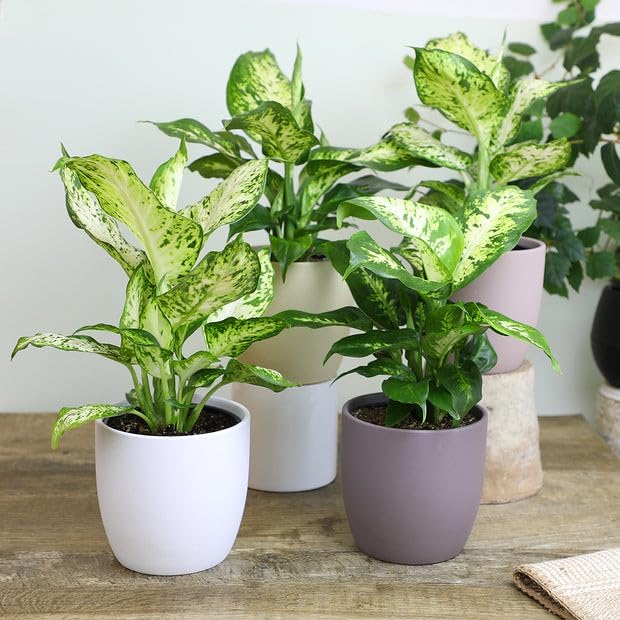 GARDENERA Superior Potting Soil Mix for Dieffenbachia - Perfect Balance of Nutrients, Drainage, and Aeration for Optimal Growth (10 Quart)