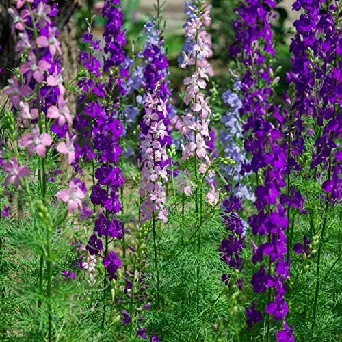 Outsidepride Mixed Rocket Larkspur Seeds for Planting Outdoors - 1000 Pcs Annual, Self-Seeding, Heat & Drought Tolerant Wildflower Seeds for Cut Flower Arrangements & Pollinator Gardens