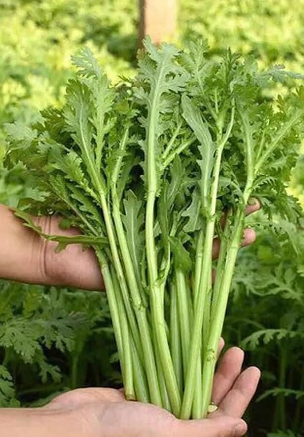 3000 Komi SHUNGIKU Seeds; Long Stem Chrysanthemum Greens; Vietnamese Tần Ô, Rau Cú, Caỉ Cúc; Tong Ho 光桿茼蒿