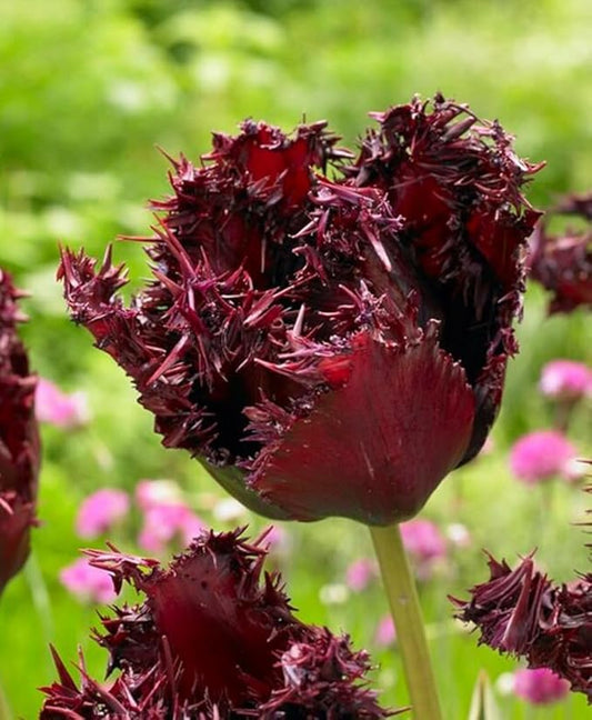 15PCS Rainbow Tulip Bulbs Fringed Mixture Tulips Flower Bulbs Fall Planting for Spring Blooms (15bulbs)