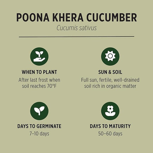 Banyan Botanicals Organic Cucumber Seeds – Heirloom Poona Khera (Cucumis Sativus) Seeds –Tender & Crisp for Eating or Pickling – 30 Count – Open Pollinated Non-GMO Easy-to-Grow
