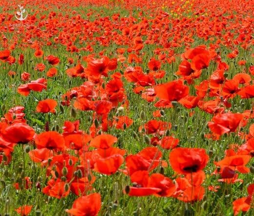 Red Corn Poppy Flower Seeds (Papaver Rhoeas), Pack of 100,000+ Seeds by Seeds2Go