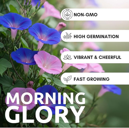 200 pcs Morning Glory Seeds for Planting Non-GMO Flower Seeds for Home Garden Decor Easy to Grow