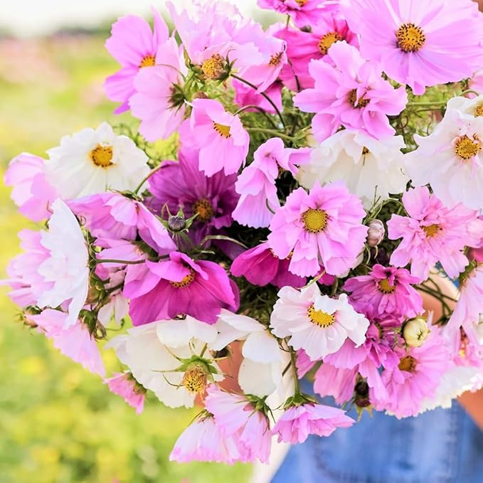 2000+ Mixed Cosmos Seeds for Planting-Cosmos Flower Seeds- Bright Lights Perennial Flower Seed for Outdoor Garden