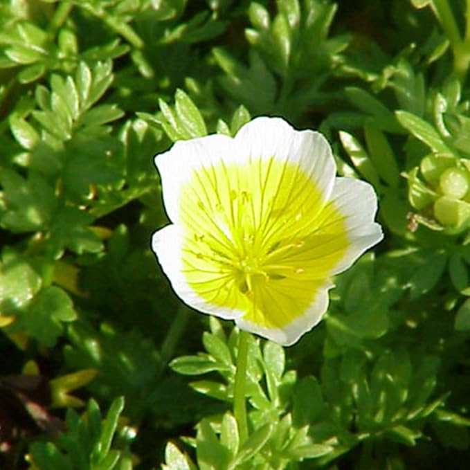1000 Limnanthes Douglasii Dwarf Poached Egg Plant Seeds Colour Meadow Ground Cover Flowers for Planting Easy to Grow Outdoor Home Garden