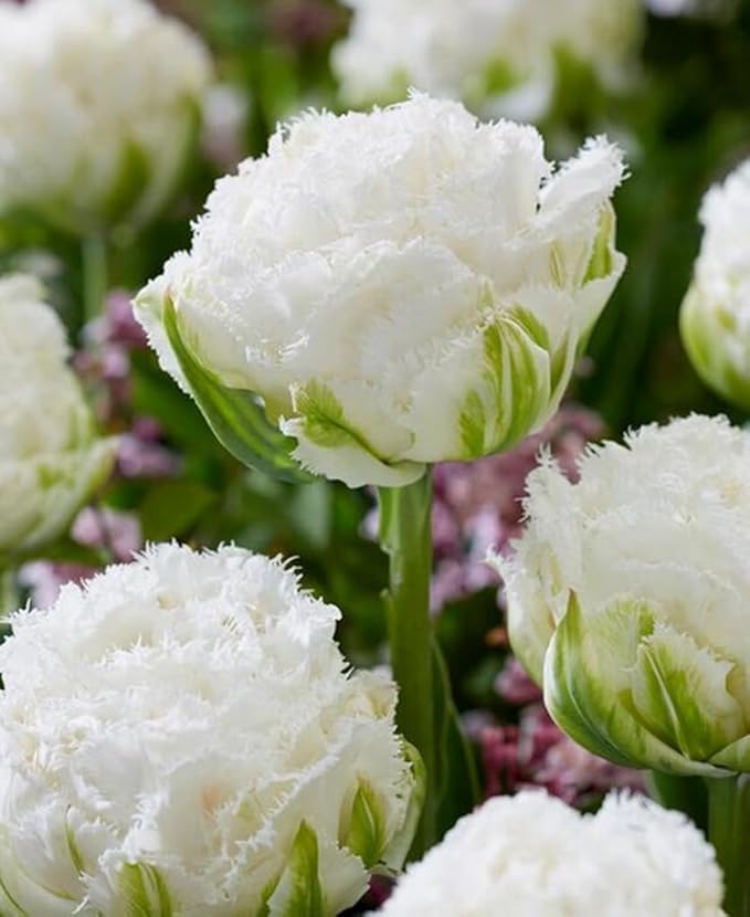 15PCS Rainbow Tulip Bulbs Fringed Mixture Tulips Flower Bulbs Fall Planting for Spring Blooms (15bulbs)