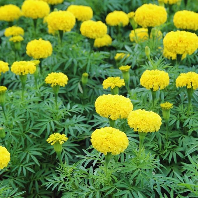 Pack 4 Marigold Plants, Yellow Marigold Live Plants, from 4 to 8 Inches in Height