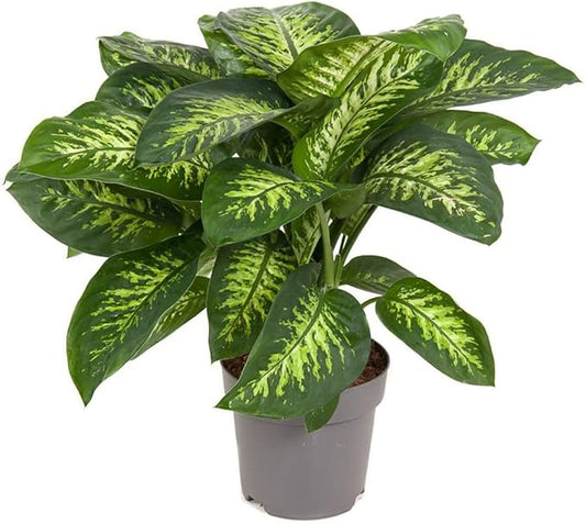 GARDENERA Superior Potting Soil Mix for Dieffenbachia - Perfect Balance of Nutrients, Drainage, and Aeration for Optimal Growth (2 Quart)