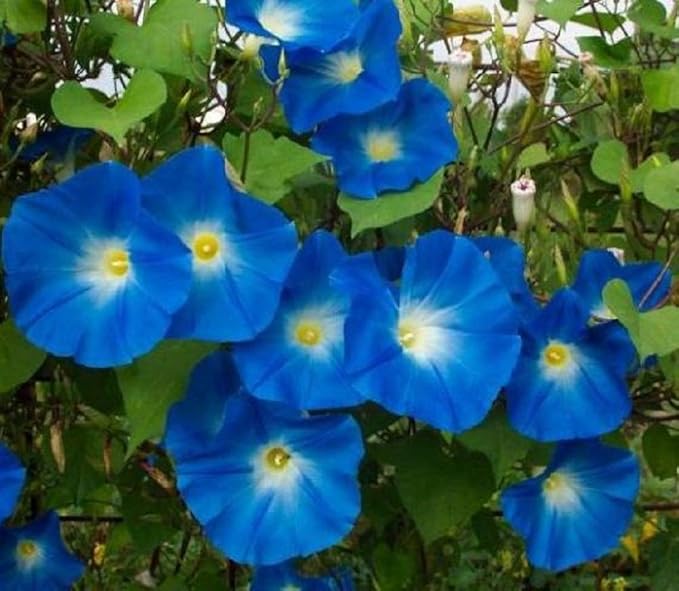 Heavenly Blue Morning Glory, Large Packet of 1,500 Seeds Untreated - by Seeds2Go
