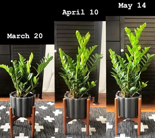 Houseplant Superfood and Fertilizer | Makes 64 Gallons | Organic Premium Concentrate