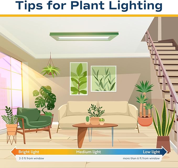 Costa Farms Fiddle Leaf Fig Tree, Ficus Lyrata Live Indoor Plant Potted in Nursery Plant Pot, Potting Soil, Floor Houseplant Gift for Housewarming, Tropical Home or Office Decor, 3-4 Feet Tall
