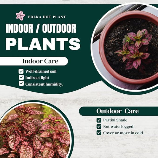 Polka Dot Plant (4-Pack) - Live Houseplants, Small Indoor Plants, Hypoestes Rose - Colorful, Air-Purifying House Plants