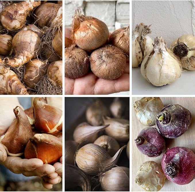 30 Mix Flower Bulbs, Assorted Bulbs for Planting, Mixed Tulips, Daffodils, Hyacinths, Allium & Iris - Colorful Hardy Perennial Flower Bulb Bulk for Spring Blooms, Fall Planting in Gardens, Borders