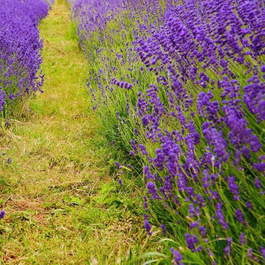 Lavender Plant Live Outdoor, Live Lavender Plant, 5 Inches Pot, Fragrant Perennial Herb Gardening