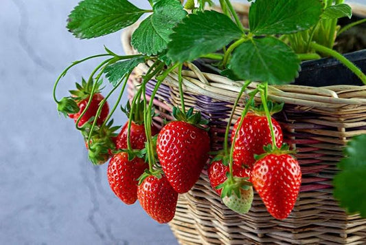 Gardenera Strawberry Premium Potting Soil Mix - Ideal Blend for Growing Robust and Flavorful Strawberries - 10 Quart
