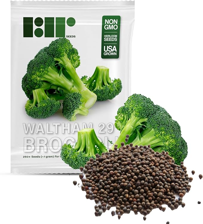 250 Broccoli Seeds for Planting Waltham 29 - Heirloom Non-GMO USA Grown - Broccoli Sprouts Microgreens Seeds