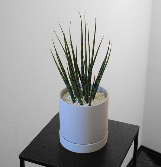 LA TERRA Soil for Foliage Plants, 3L (Coarse Grain) Made in Japan-Nutrient-Enriched, Clean, No Mess, Reusable-Crystal Grain