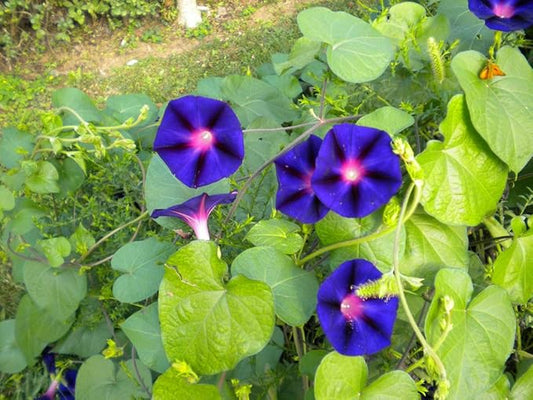 Purple Morning Glory Climbing Vine | 100+ Seeds to Plant | Beautiful Flowering Vine