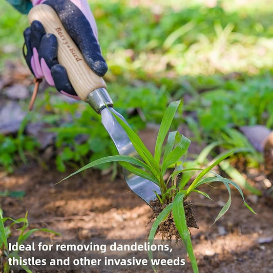 Berry&Bird Hand Weeder Tool, Stainless Steel Gardening Weed Puller, 12.1" Manual Weeding Removal Cutter Tool with Ash Wood Handle for Planting, Weeding, Flower & Vegetable Care in Garden Lawn Yard