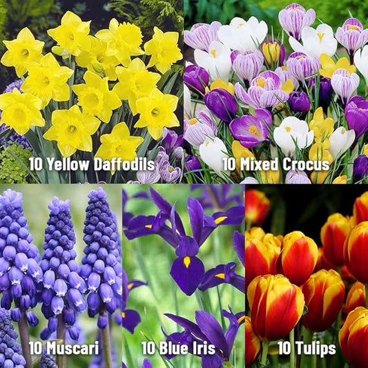Complete Spring Flower Bulb Garden - 50 Bulbs for 50 Days of Continuous Blooms (Spring Color from March Through June) - Easy to Grow Fall Planting Bulbs by Willard & May