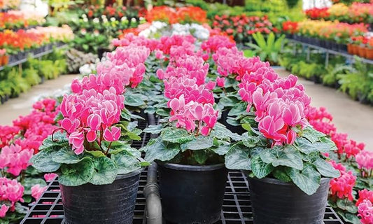 Gardenera Premium Cyclamen Potting Soil Mix - Perfect Balance of Nutrients, Drainage, and Aeration for Thriving Blooms - 2 Quart