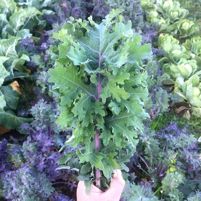 Todd's Seeds Red Russian Kale Seed - 1 Pound