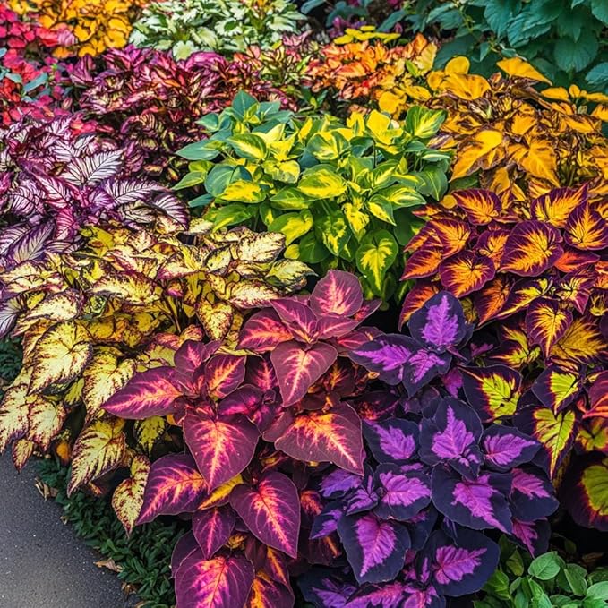 100pcs Rainbow Dragon Coleus Seeds for Planting, Vibrant Foliage, Easy to Grow, Perennial Shade Plant for Garden & Pots