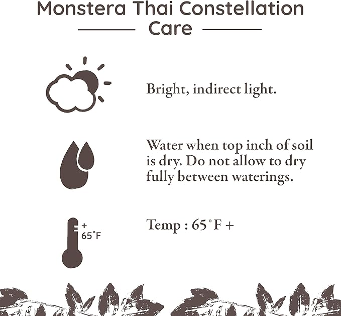 Wild Interiors Thai Constellation Green and Cream Monstera Live Plants in 5” Grower Pot